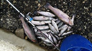 ISOLA DEL PESCATORE 15 decembrie 2014